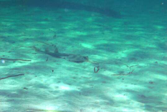 Image of Guitarfish