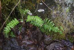 Image of Alaska hollyfern