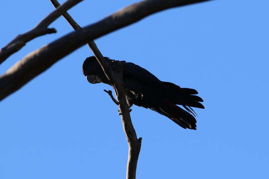 Image of Red-tailed Black-Cockatoo