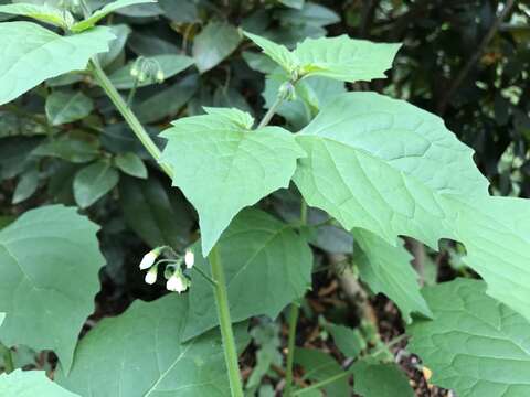 Image of black nightshade