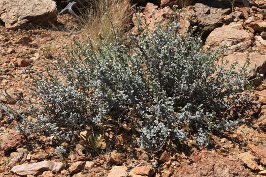 Image of Euploca pachyphylla (L. A. Craven)