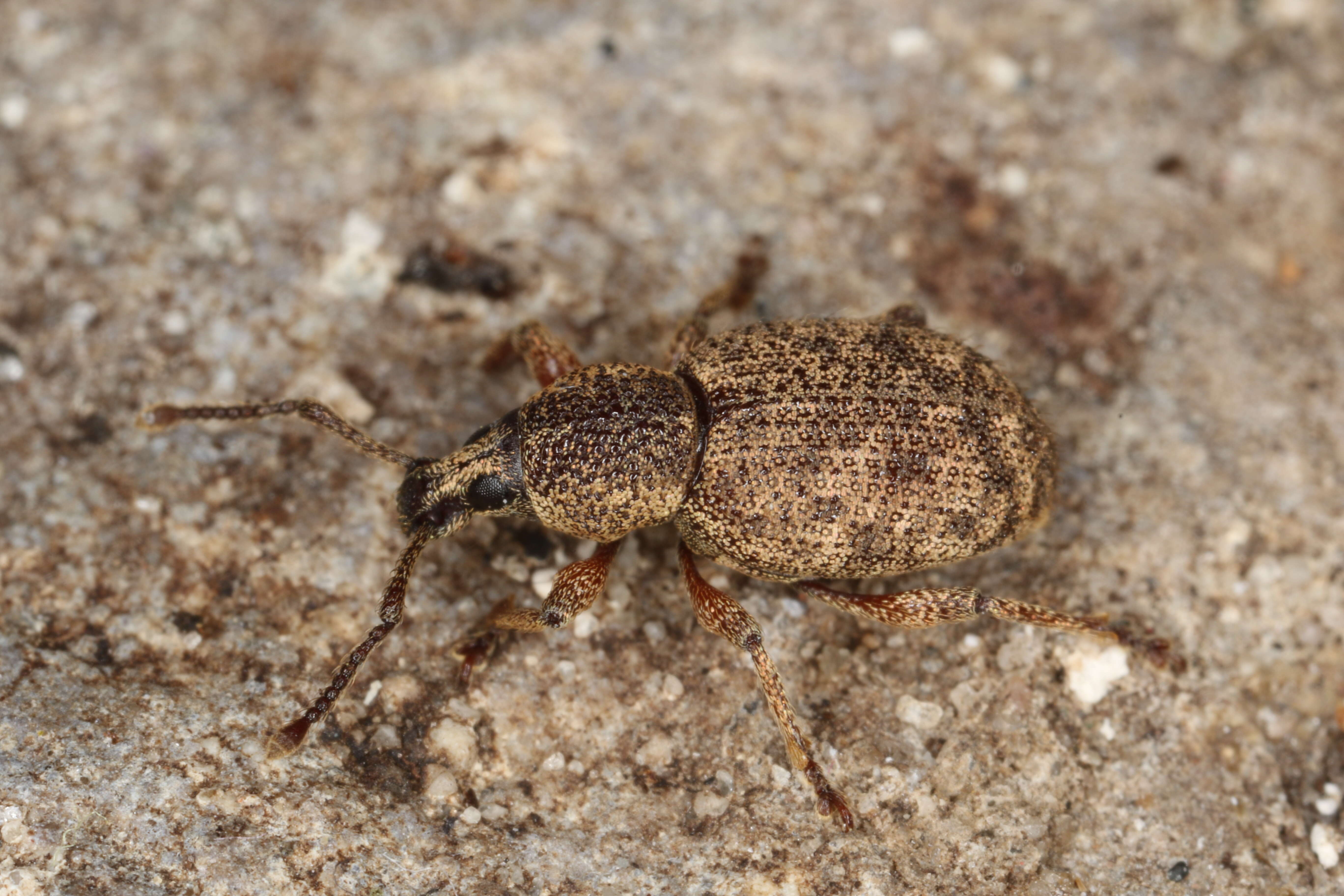 Image of Otiorhynchus (Nihus) singularis (Linnaeus 1767)