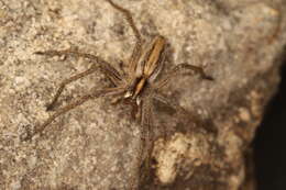 Image of Nursery-web spider