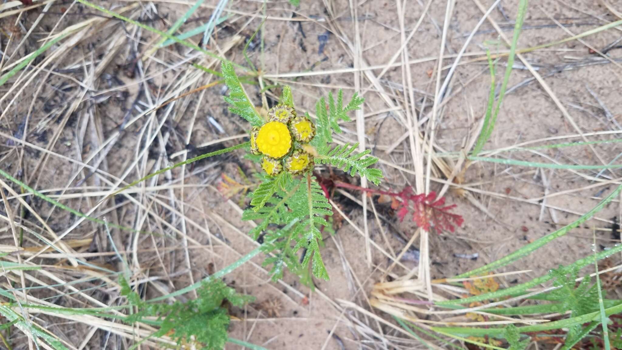 Tanacetum bipinnatum subsp. bipinnatum的圖片