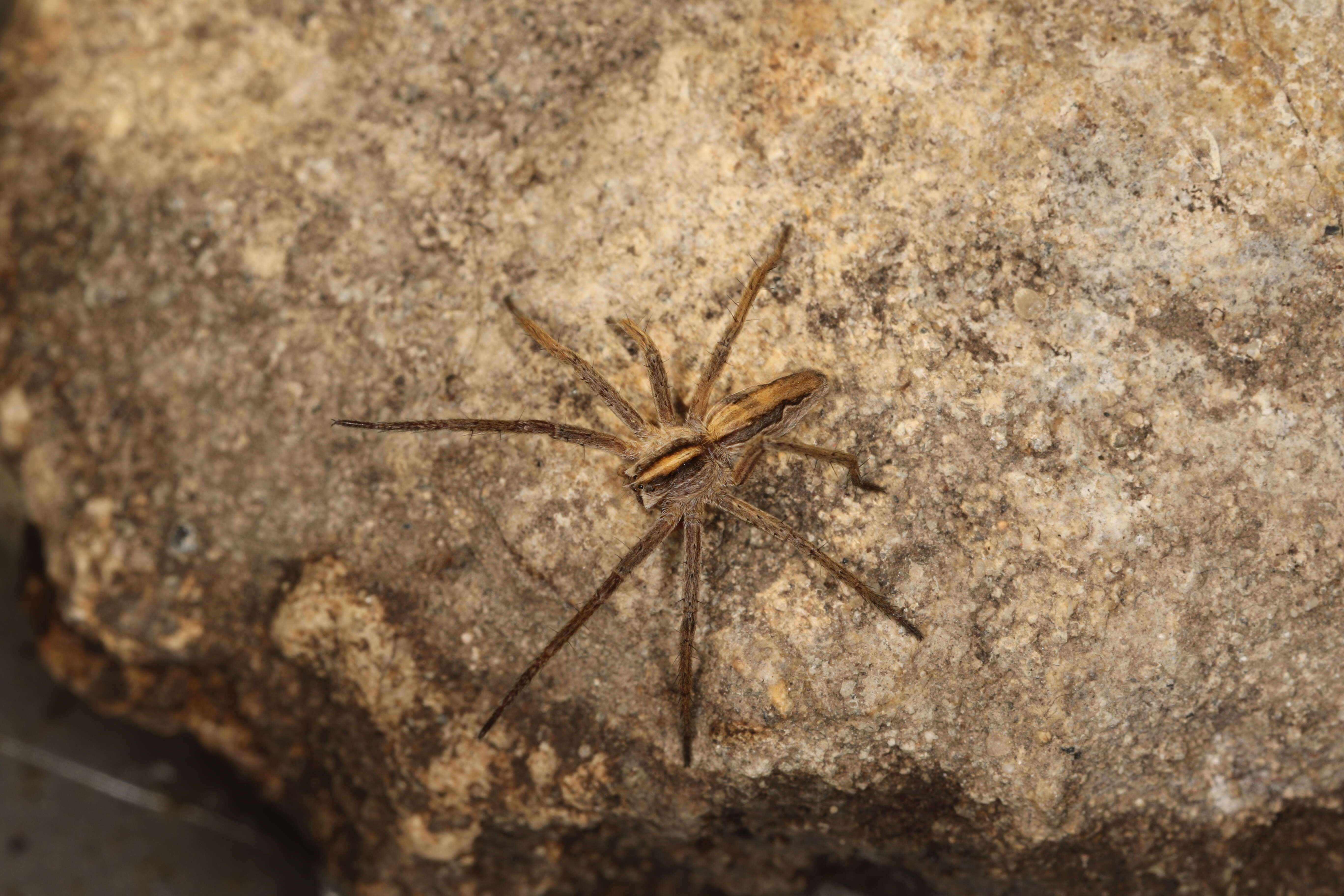 Image of Nursery-web spider