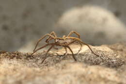 Image of Nursery-web spider