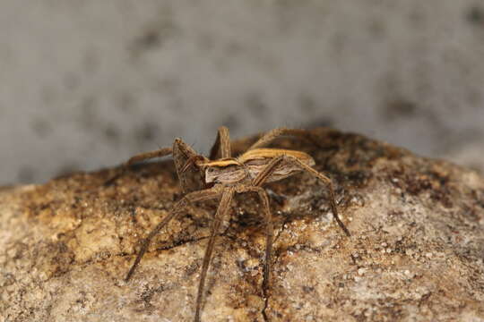 Image of Nursery-web spider