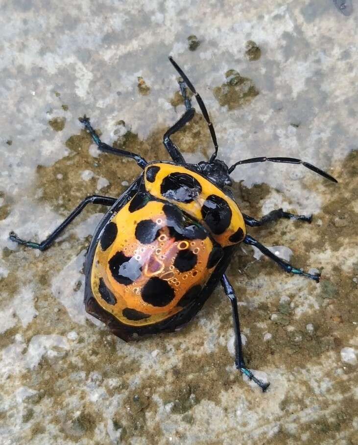 Image of Poecilocoris childreni (White 1839)