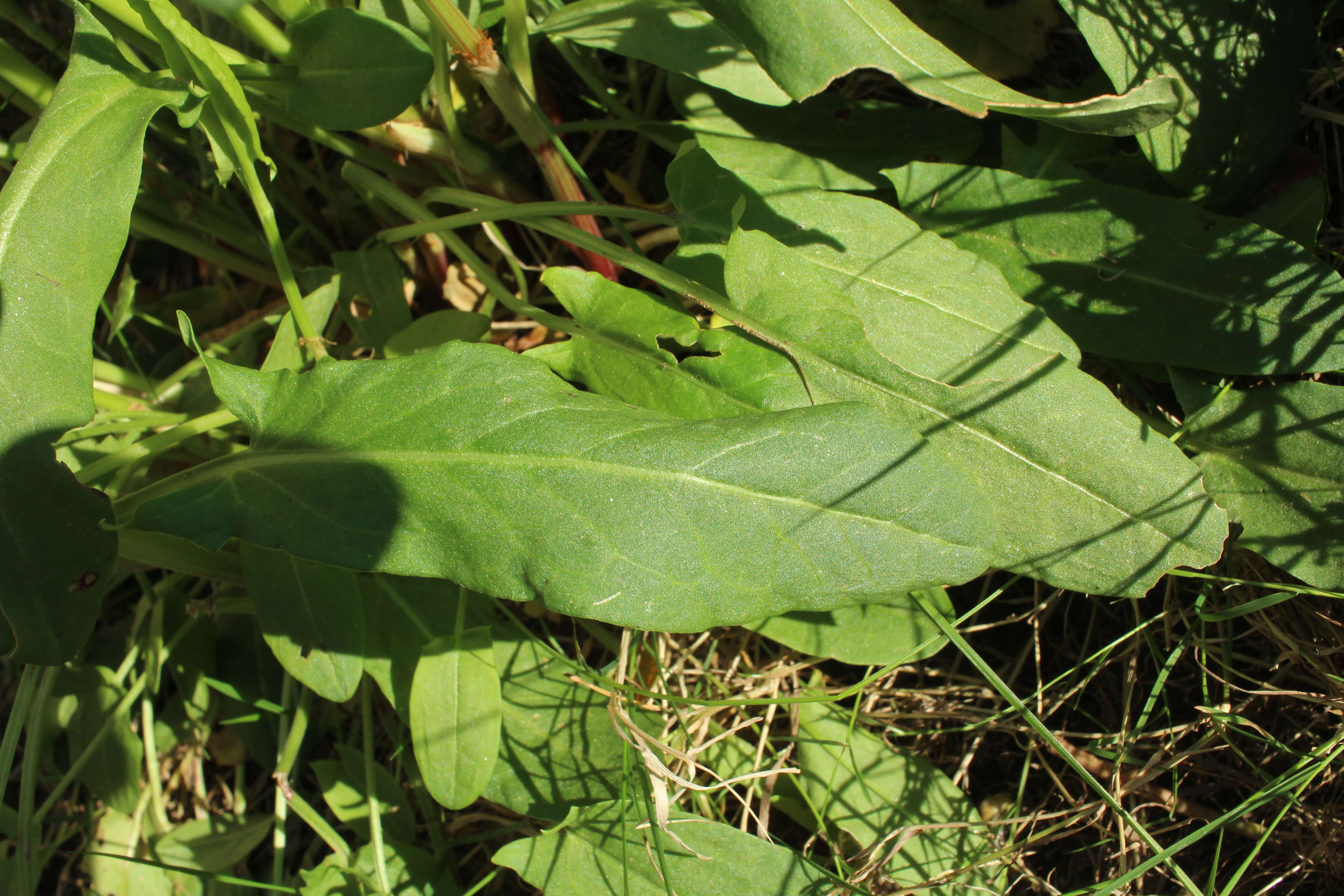 Image of Common Sorrel