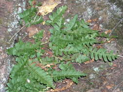 Sivun Polypodium saximontanum Windham kuva