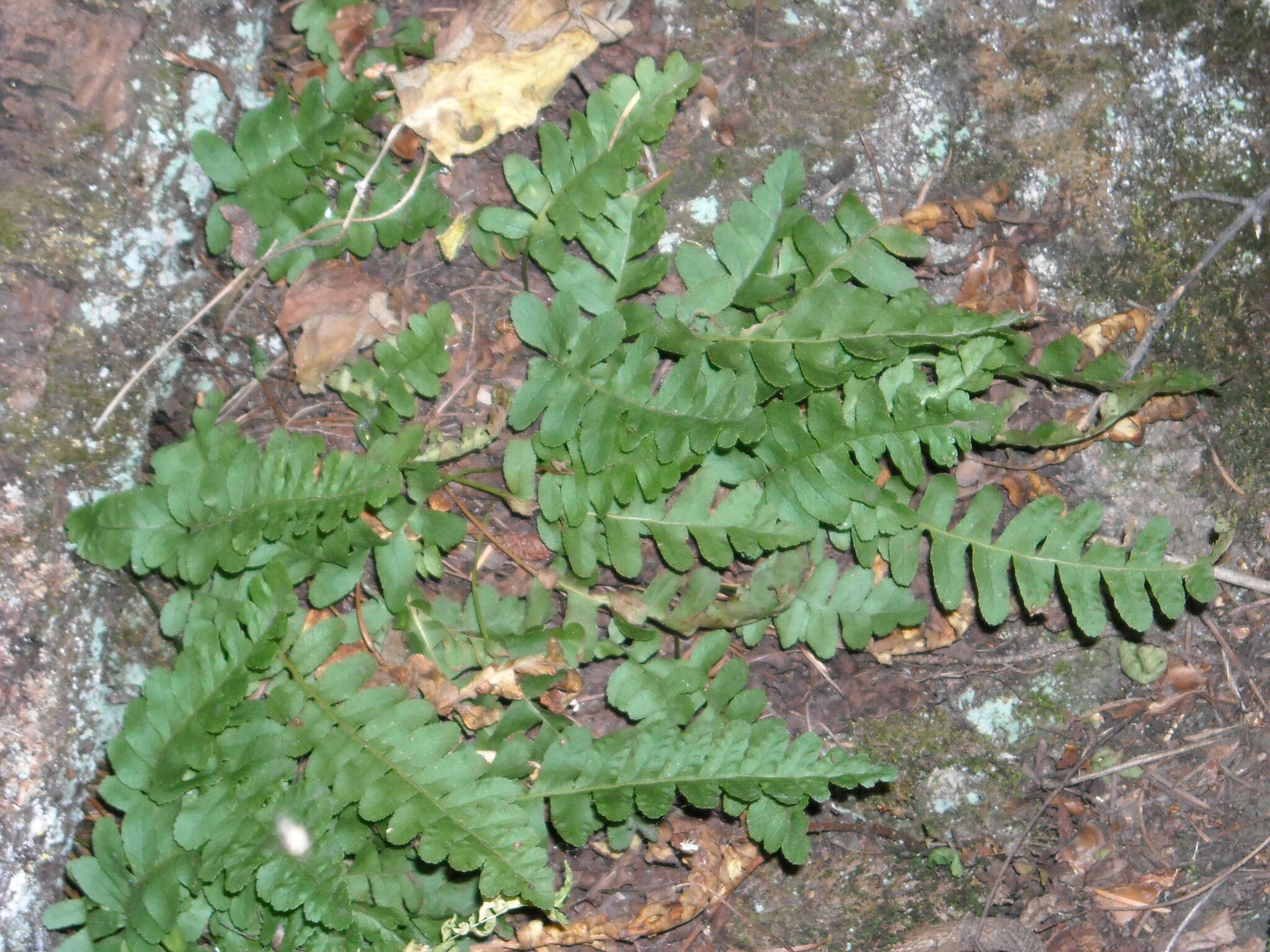 Sivun Polypodium saximontanum Windham kuva