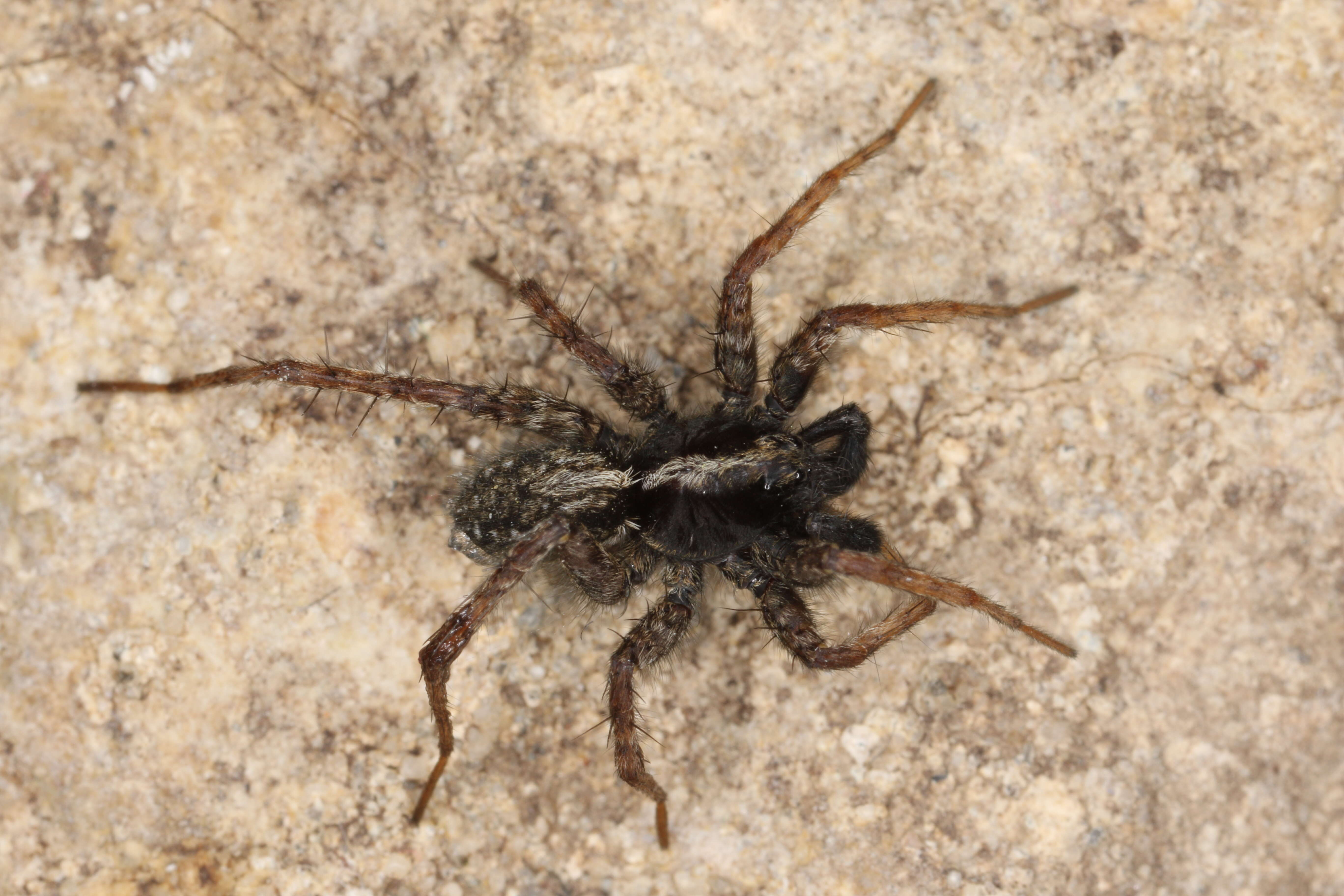 Image of Wolf spider