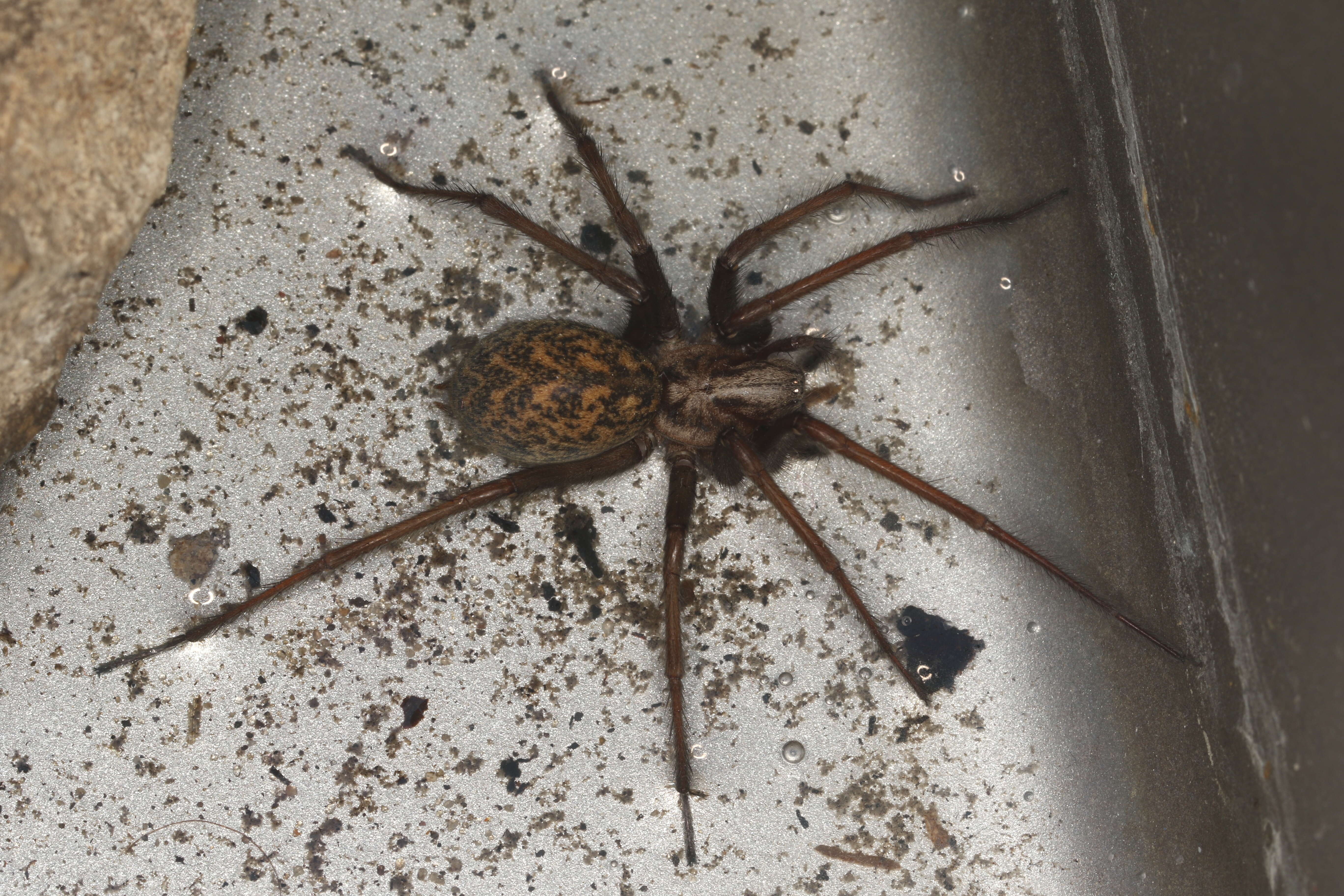 Image of Giant House Spider