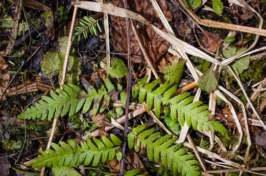 Image de Dryopteris celsa (W. Palmer) Knowlton