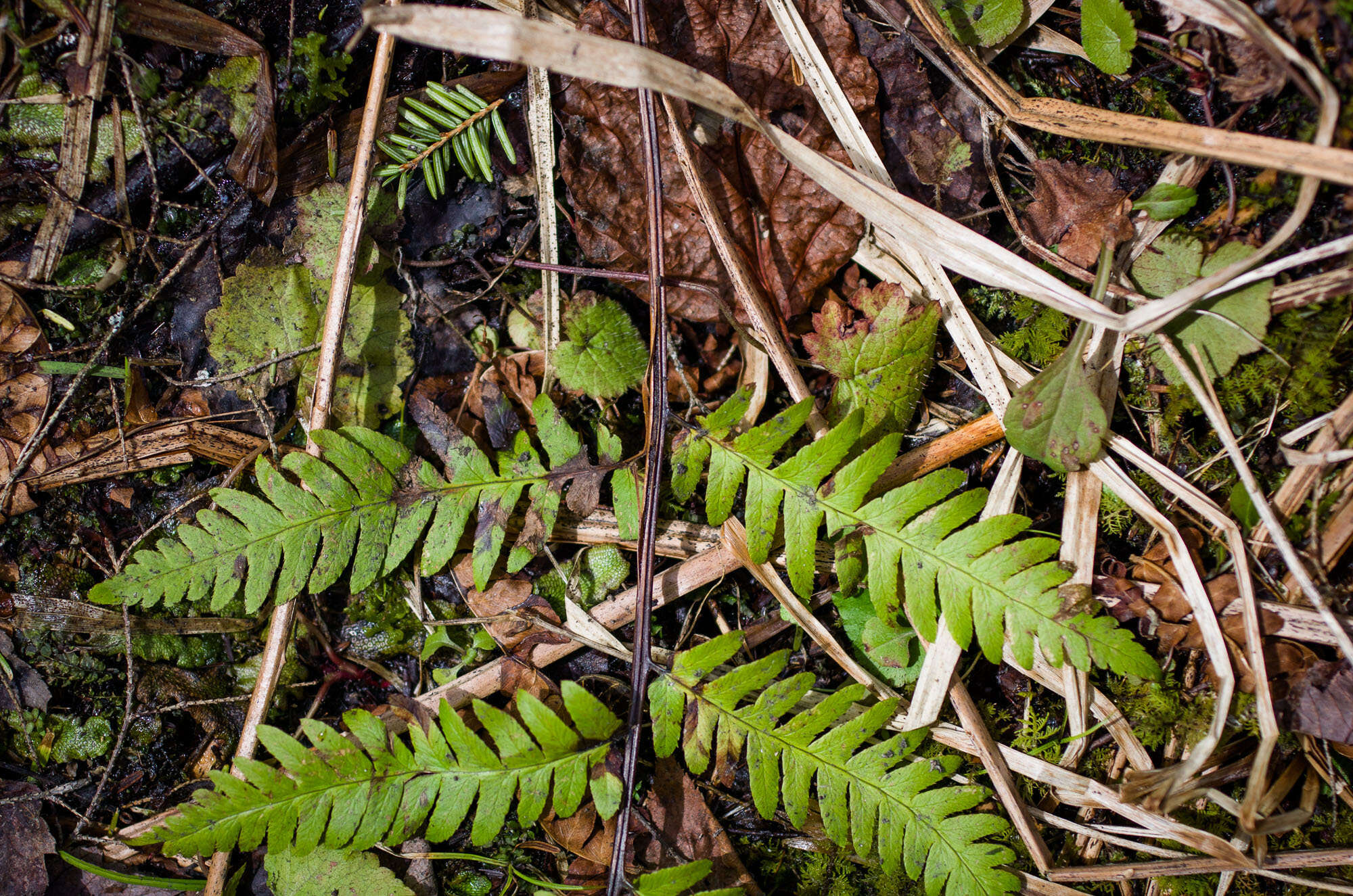 Image of log fern