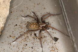 Image of Giant House Spider