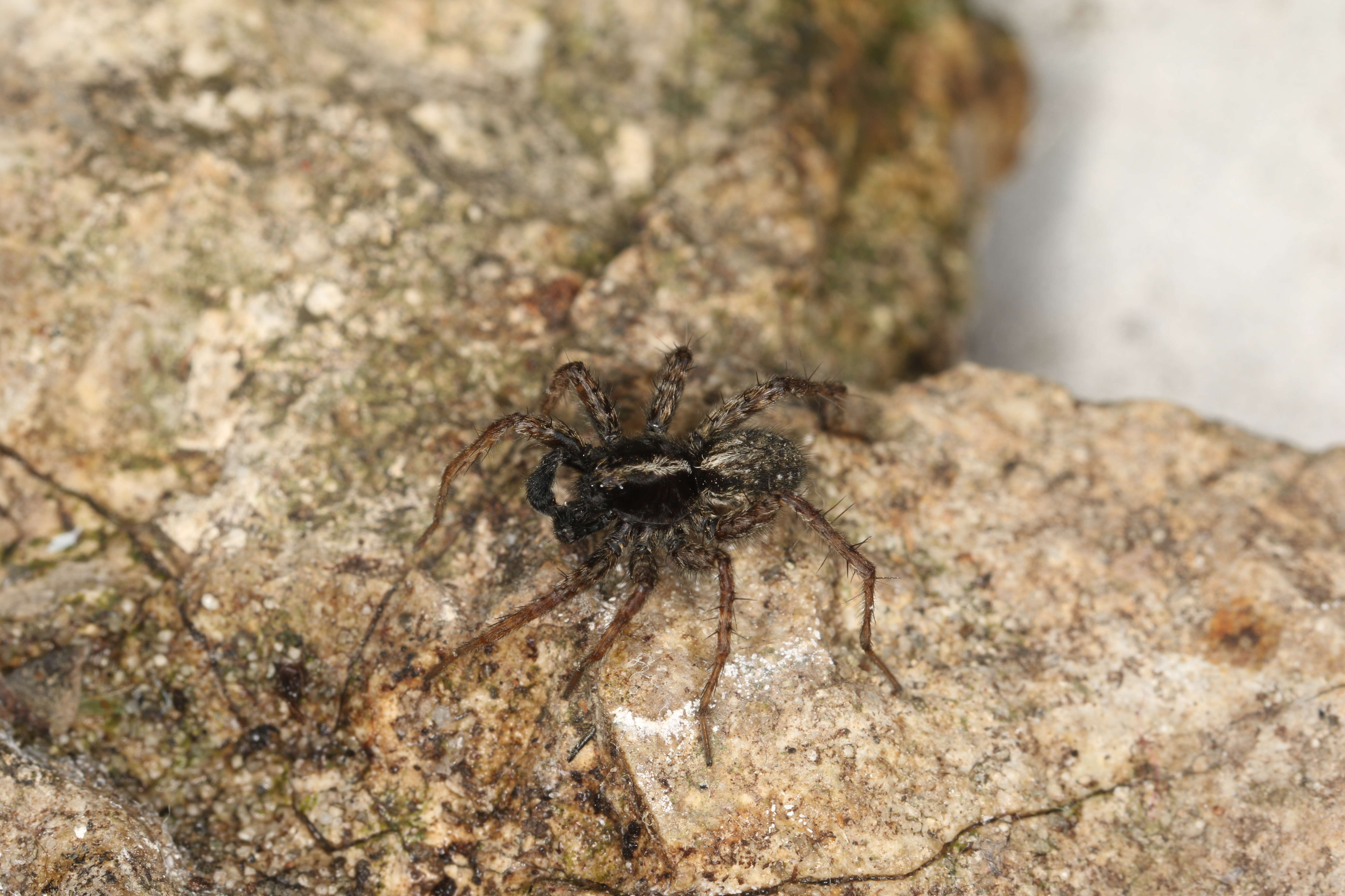 Image of Wolf spider