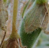 Image of Spined Stilt Bug