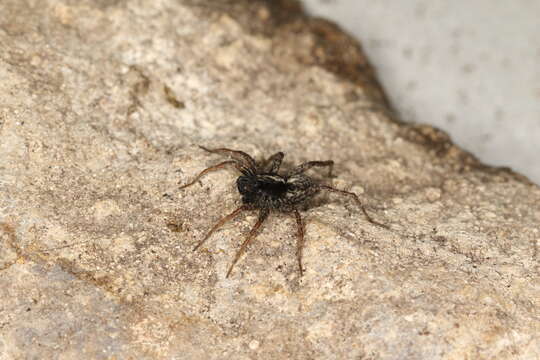 Image of Wolf spider