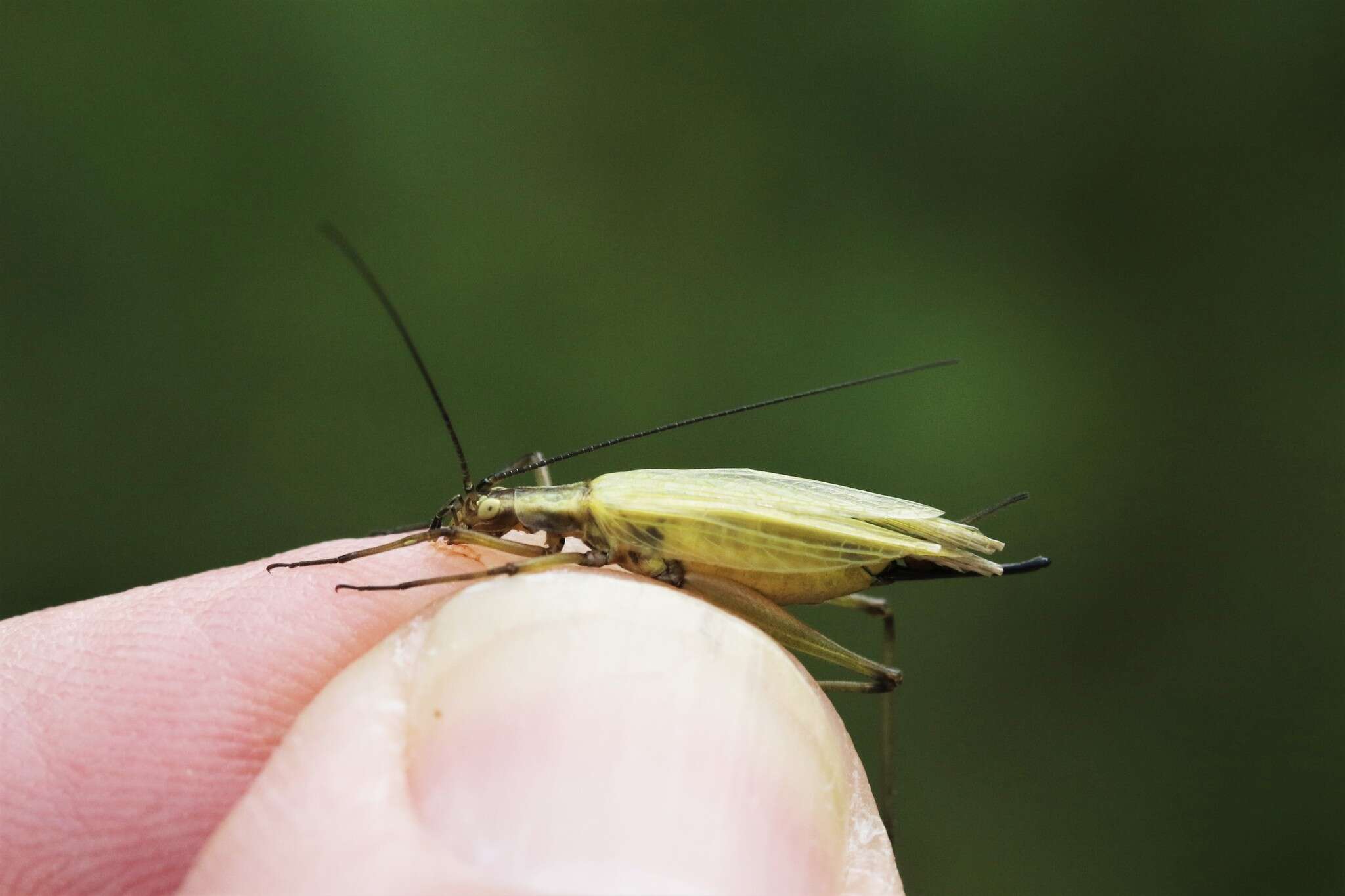 Image of Black-horned Tree Cricket