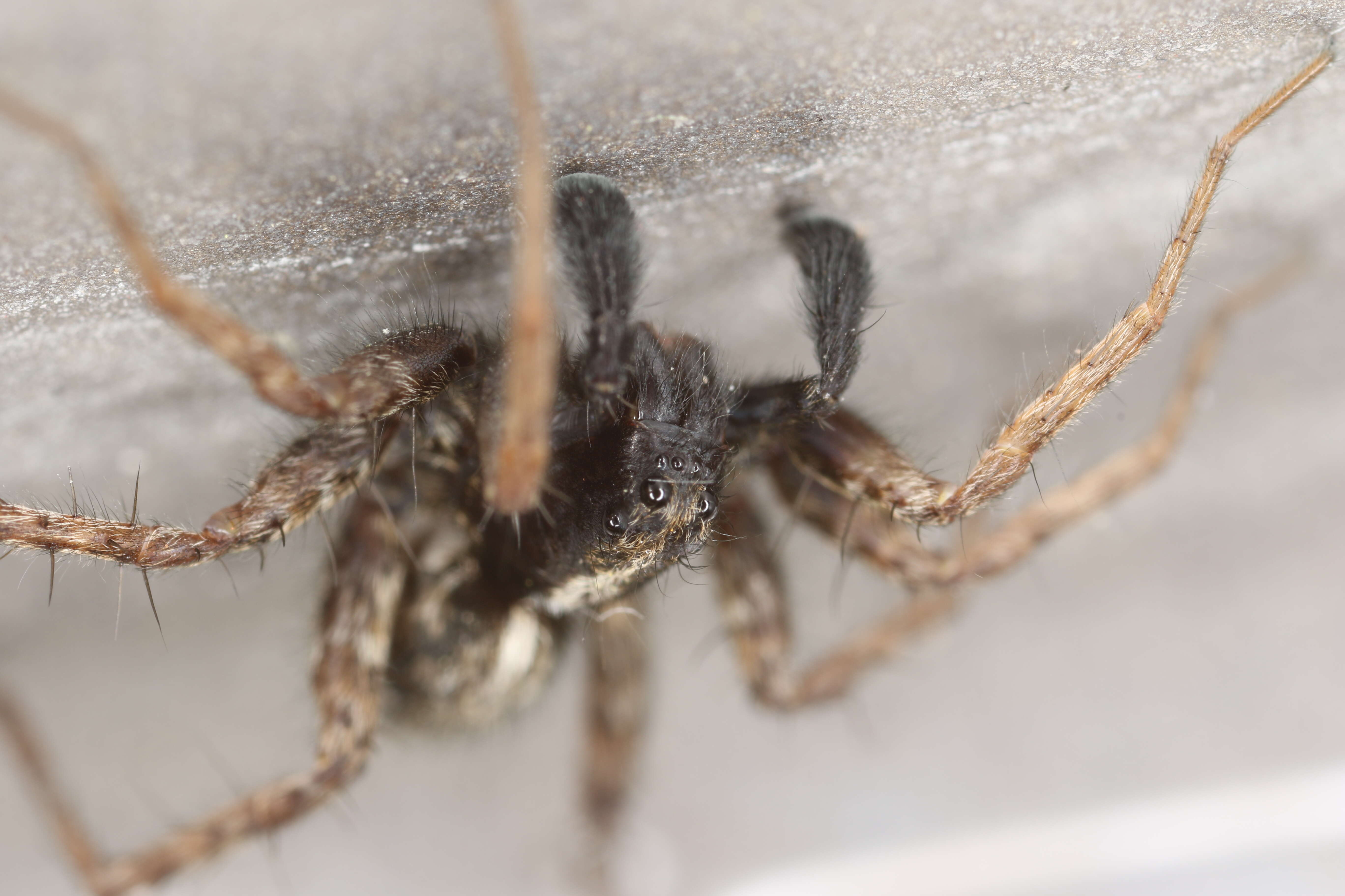 Image of Wolf spider