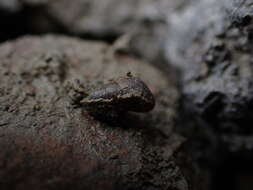 Image of Potamopyrgus estuarinus Winterbourn 1970