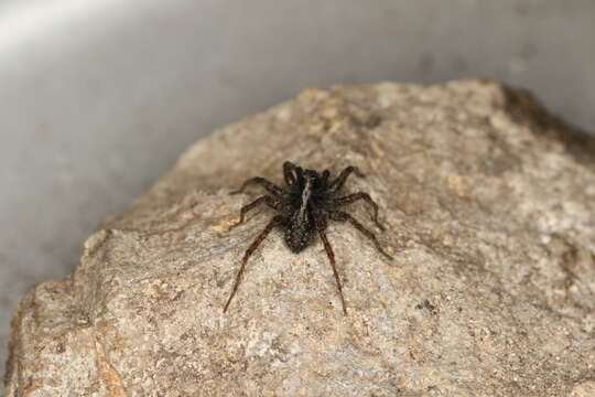 Image of Wolf spider