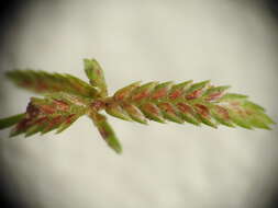 Imagem de Cyperus aquatilis R. Br.