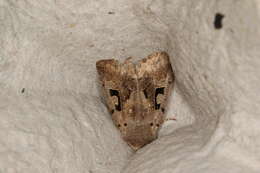 Orthosia gothica Linnaeus 1758 resmi