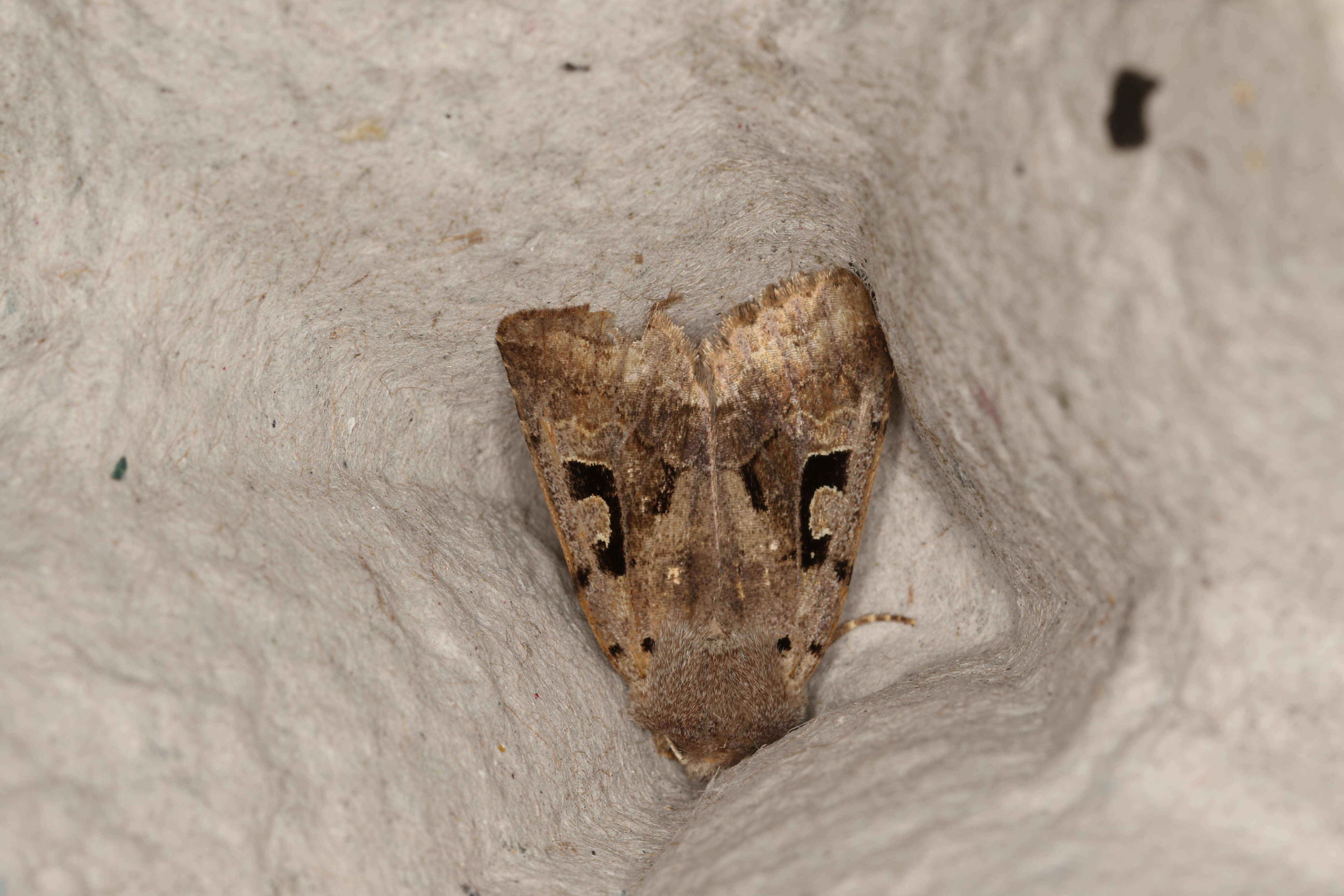 Orthosia gothica Linnaeus 1758 resmi