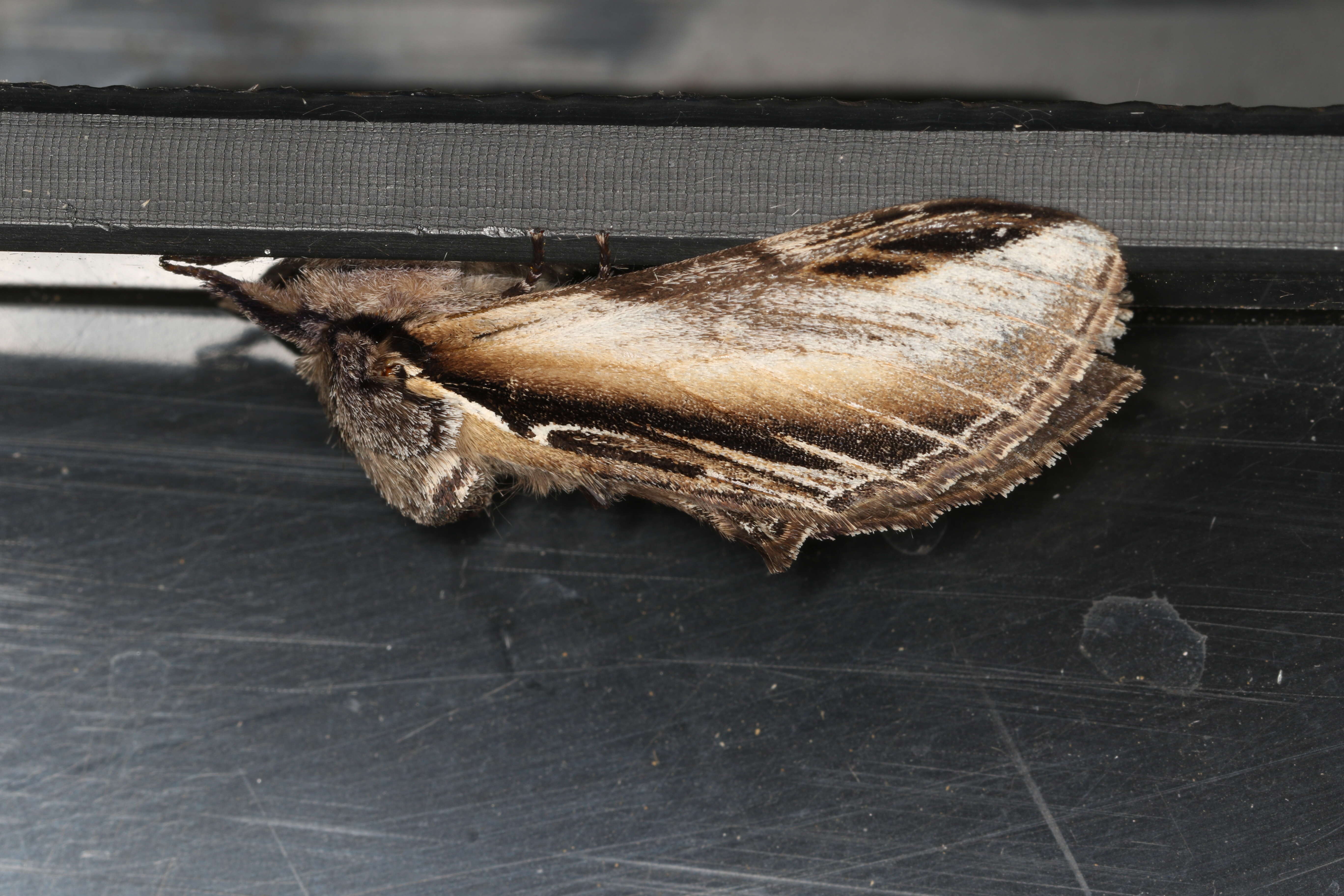 Image of Greater Swallow Prominent