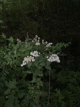 Image of fuzzy pride-of-Rochester