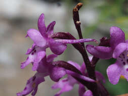 Image of Orchis sezikiana B. Baumann & H. Baumann