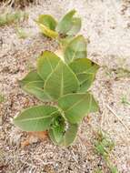 Image of Asclepias aequicornu Fourn.