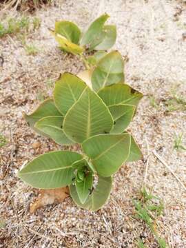 Asclepias aequicornu Fourn.的圖片