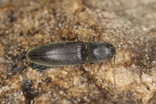 Image of Athous haemorrhoidalis