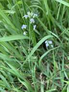 Plancia ëd Pseudoarabidopsis toxophylla (M. Bieb.) Al-Shehbaz, O'Kane & R. A. Price