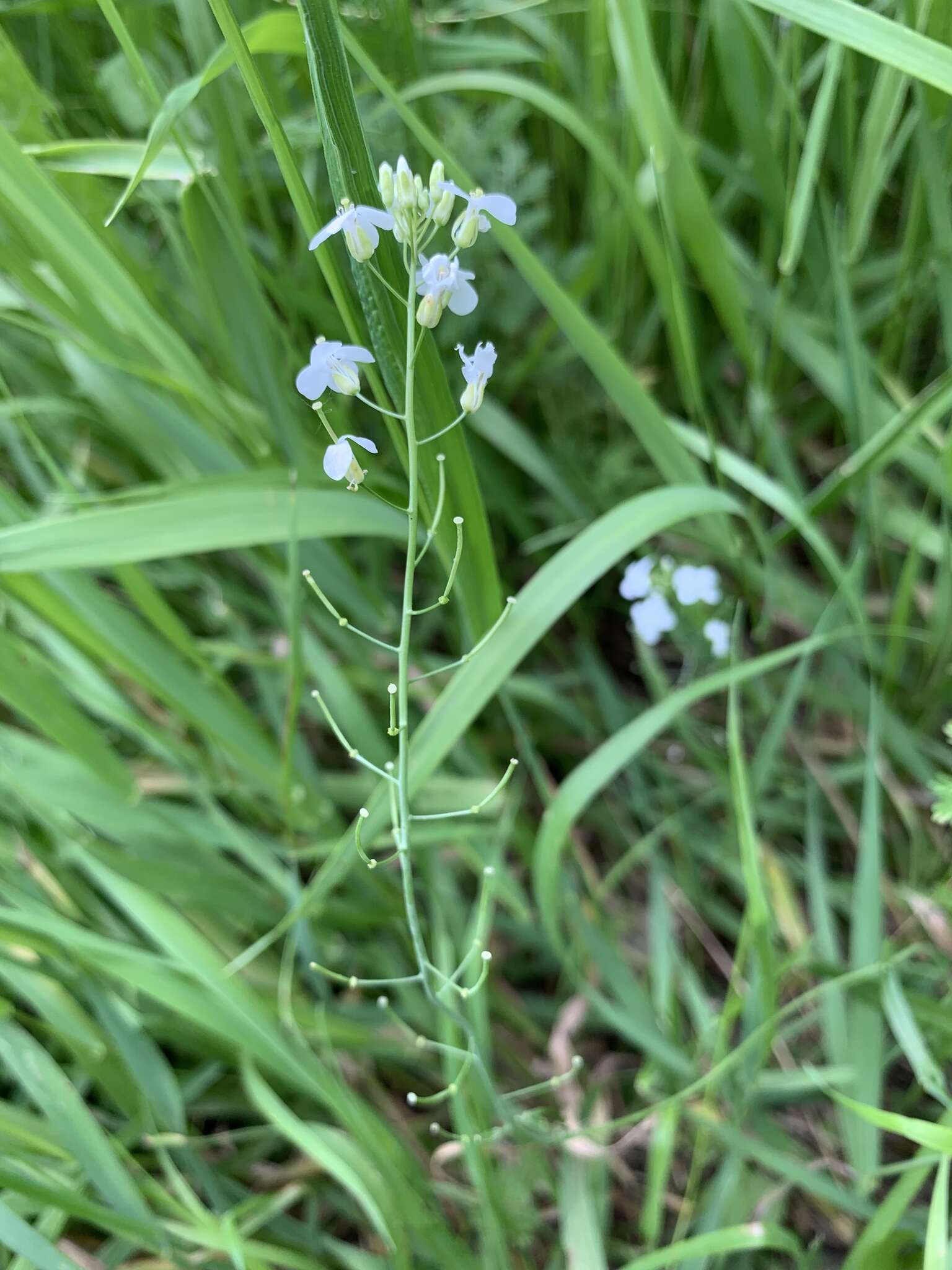 Слика од Pseudoarabidopsis toxophylla (M. Bieb.) Al-Shehbaz, O'Kane & R. A. Price