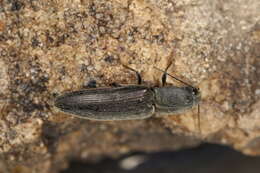 Imagem de Athous haemorrhoidalis