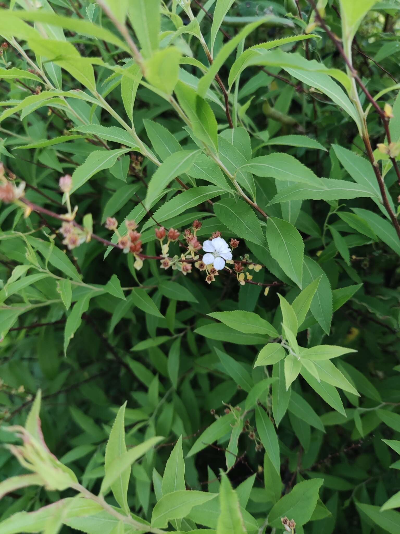 Image de Spiraea thunbergii Sieb. ex Bl.