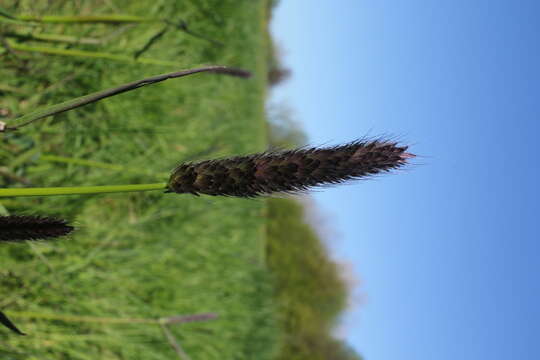 Image of meadow foxtail