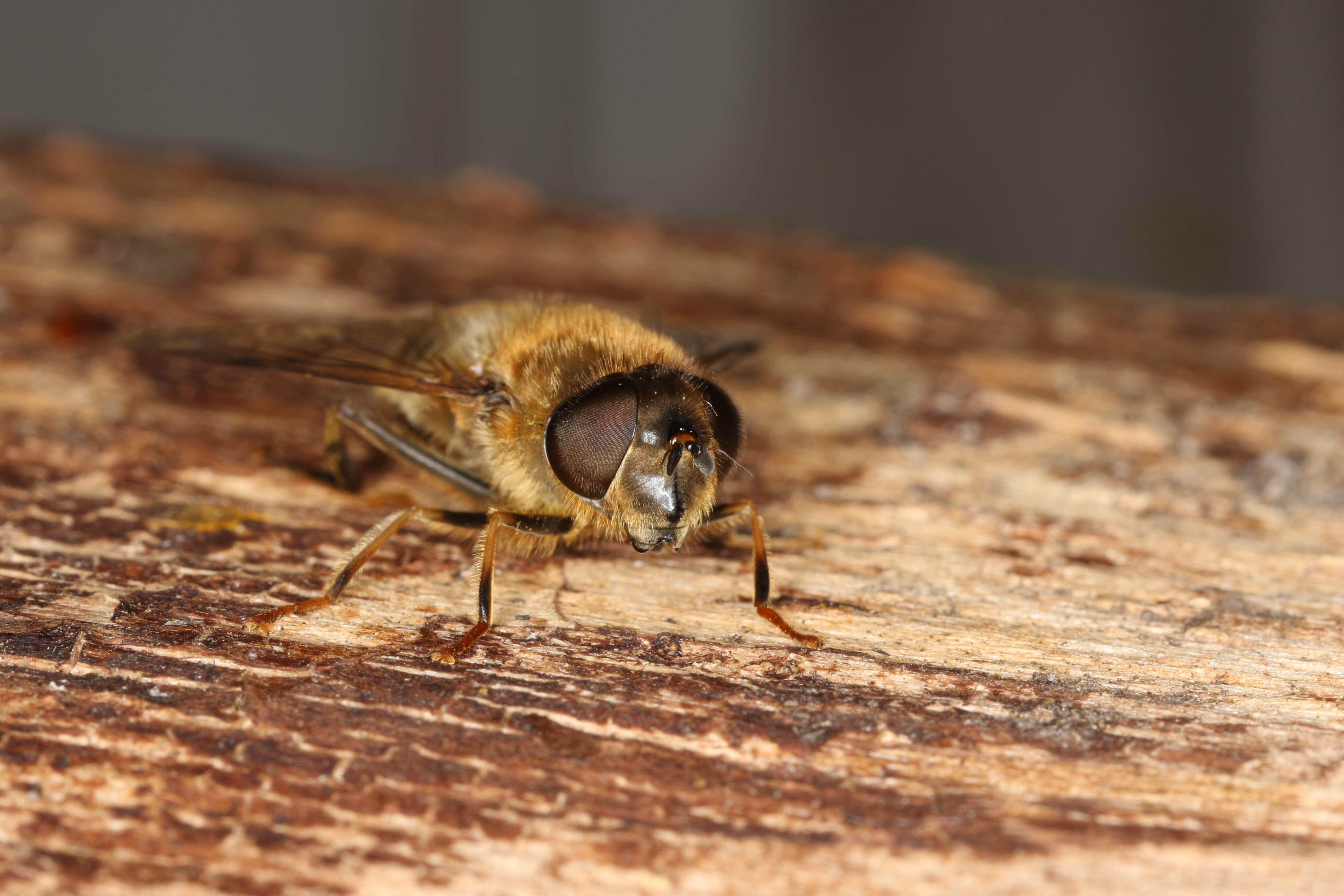 Image of Eristalis pertinax (Scopoli 1763)