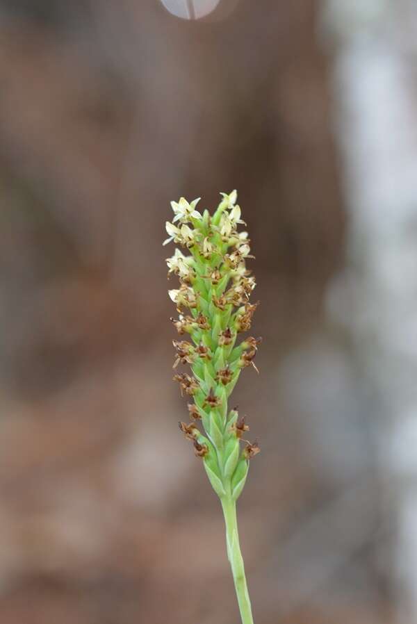 Image of Galeoglossum tubulosum (Lindl.) Salazar & Soto Arenas