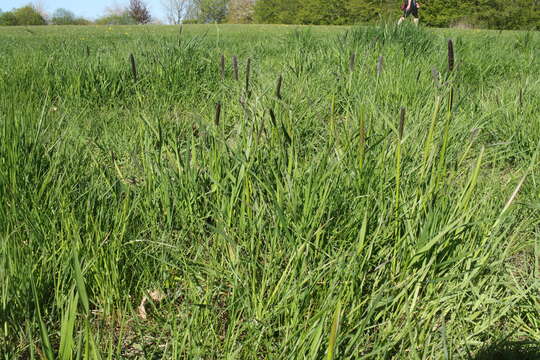 Image of meadow foxtail