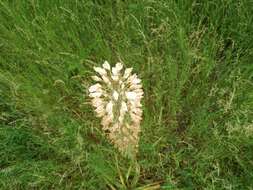 Image of Foxtail lily