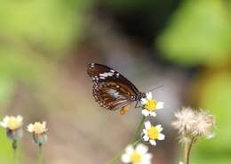 Sivun Danaus (Salatura) affinis fulgurata (Butler 1866) kuva