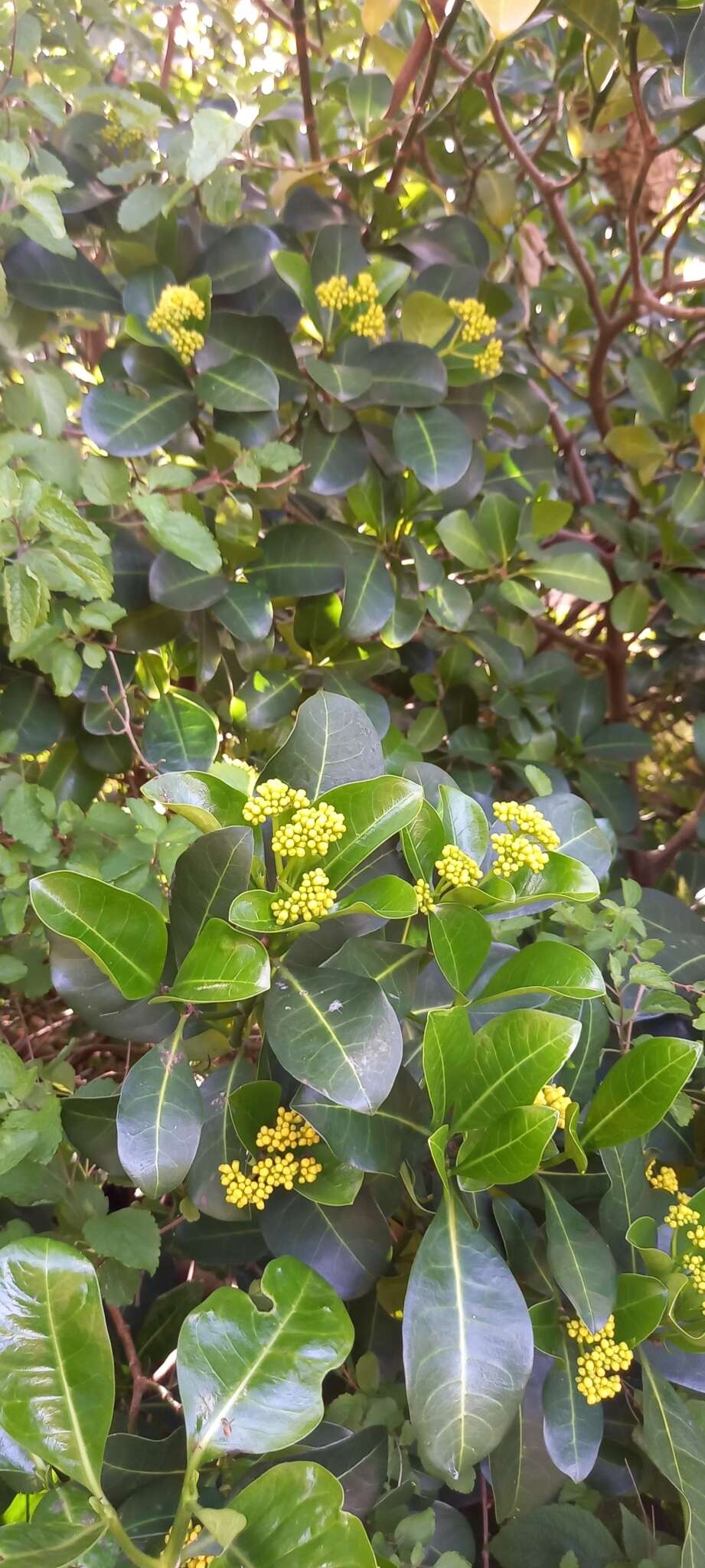 Image of Psychotria capensis subsp. capensis