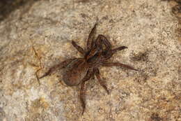 Image of Spider