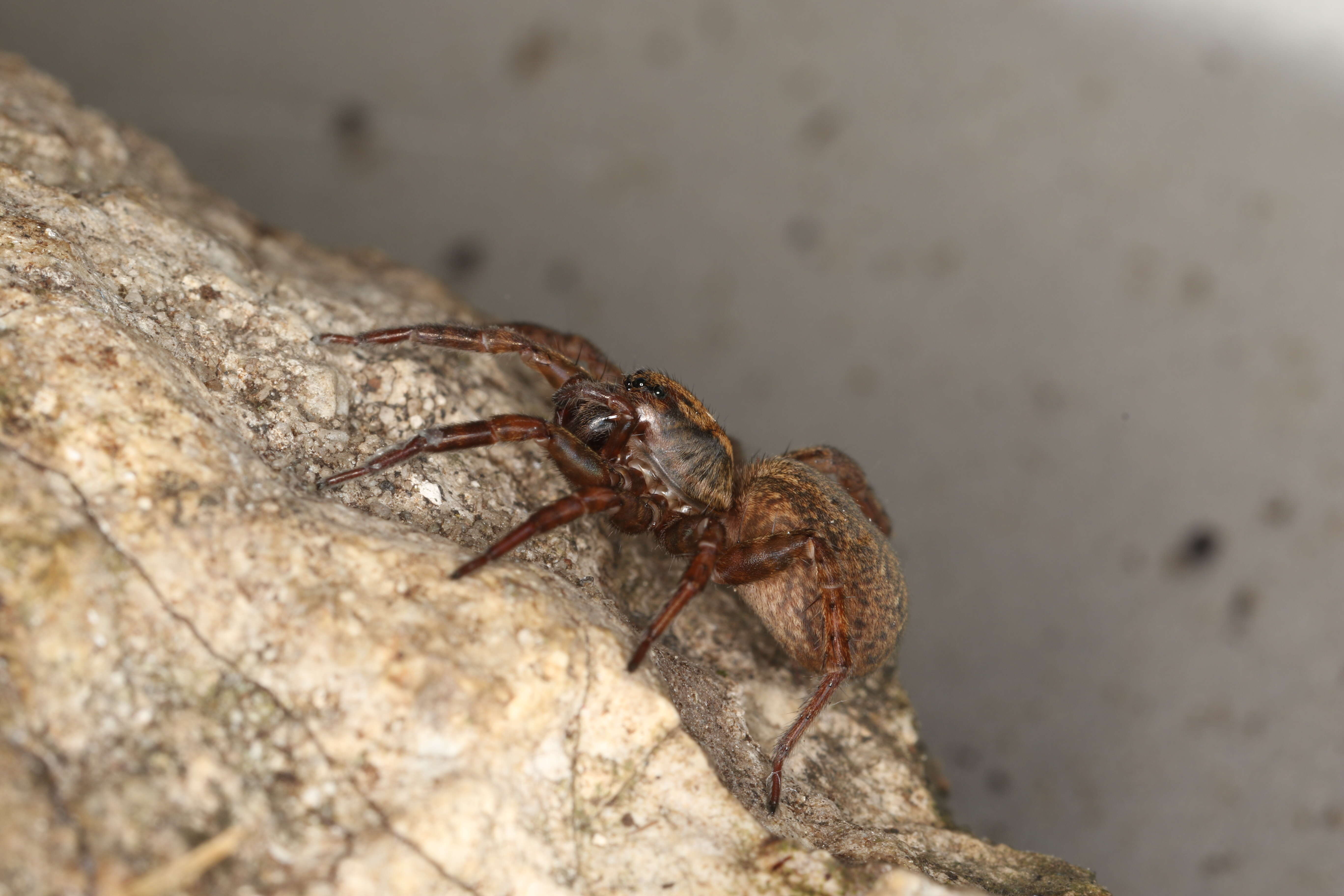 Image of Spider