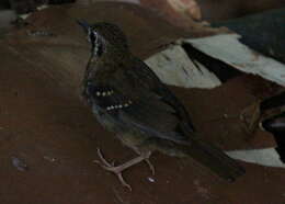 Image of Spot-winged Thrush